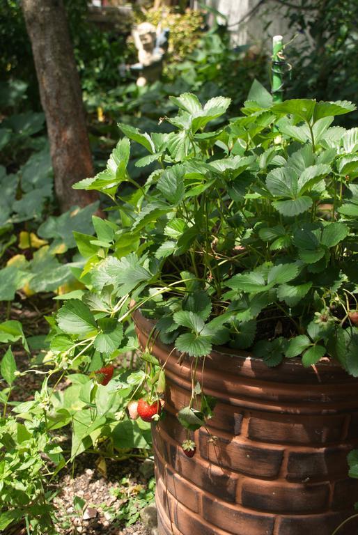 Home With Big Garden Монтевидео Экстерьер фото
